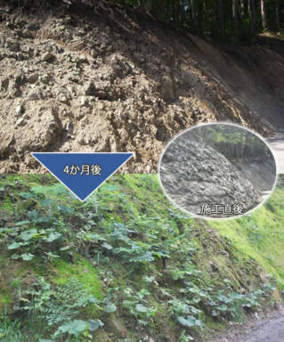 BSC工法適用個所の例 ※侵入した植物・コケ等が生育